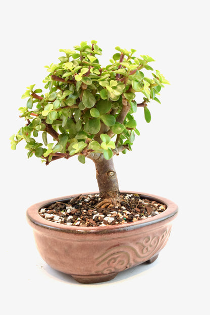 Dwarf Green Jade Ceramic 7" Pot - One of a Kind Bonsai
