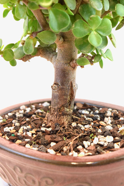 Dwarf Green Jade Ceramic 7" Pot - One of a Kind Bonsai
