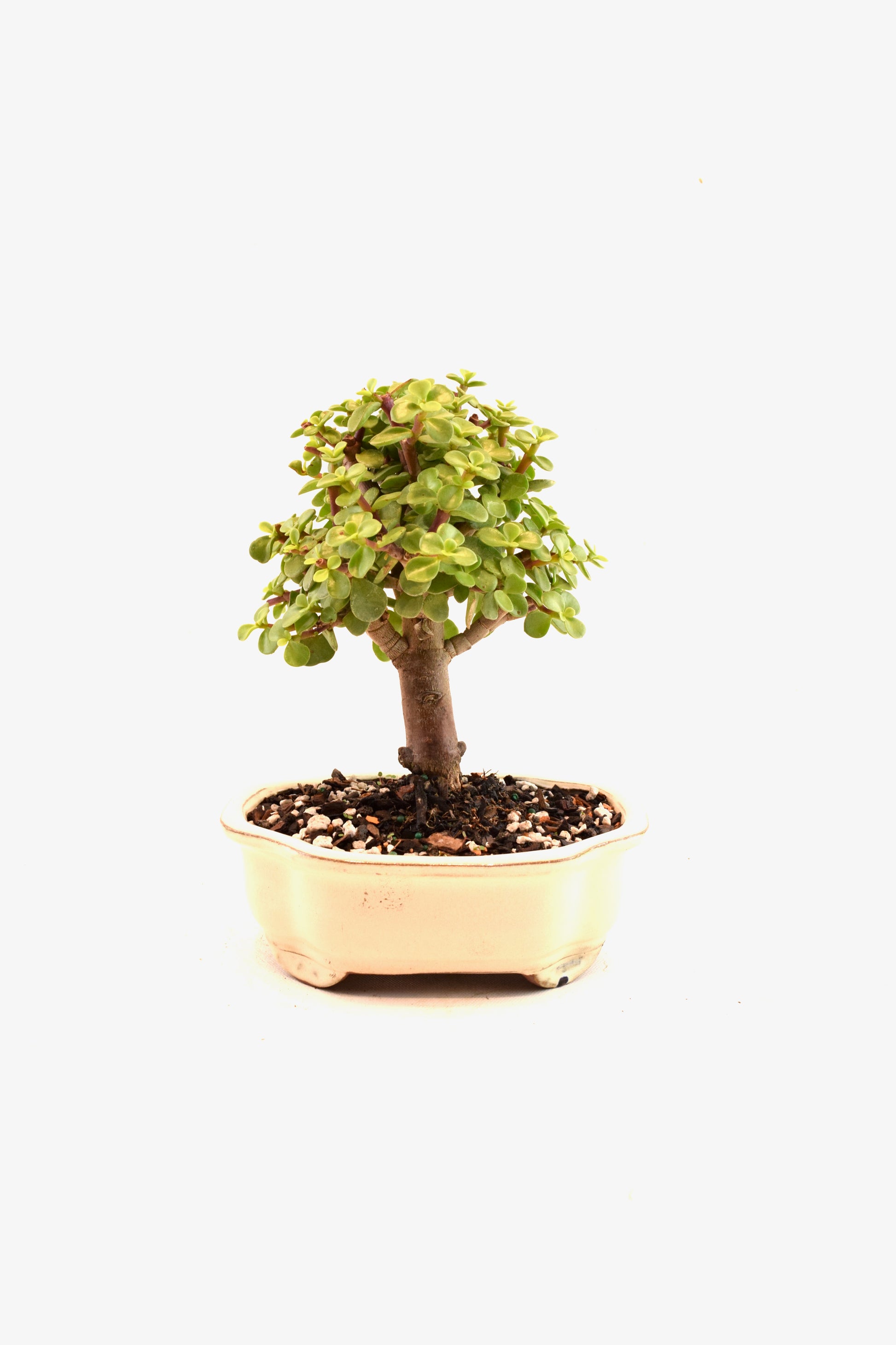 mini jade plant bonsai Buy Dwarf Green Jade Bonsai