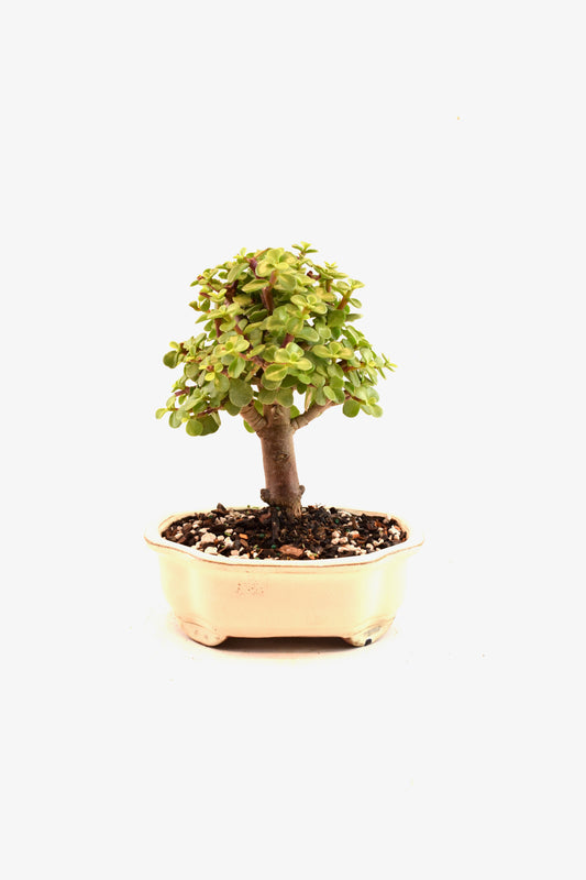 Dwarf Green Jade Ceramic 8" Pot - One of a Kind Bonsai
