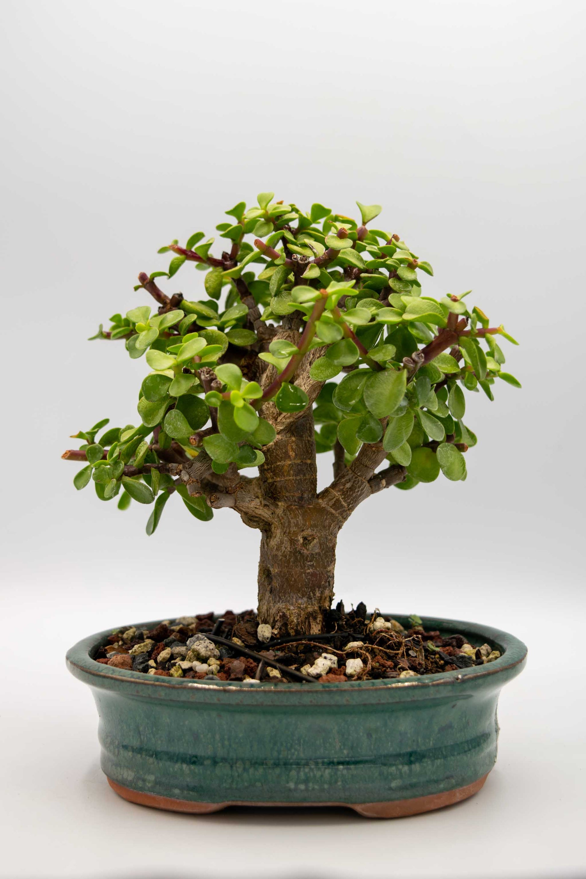 Bonsai tree in a pot on a white background