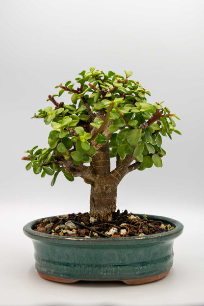 Bonsai tree in a pot on a white background