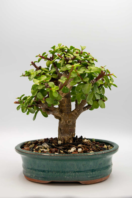 Bonsai tree in a pot on a white background