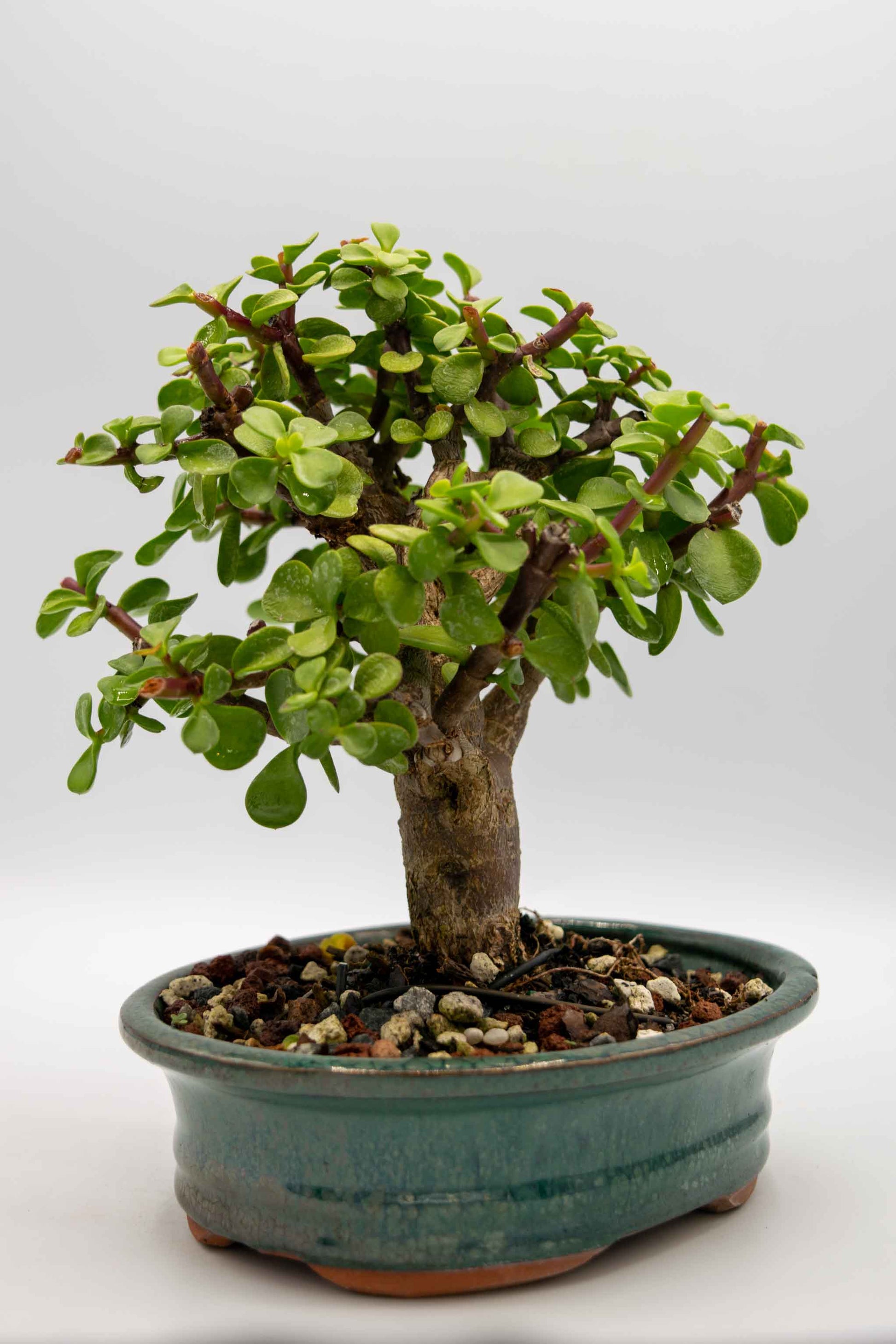 Potted bonsai tree on a white background