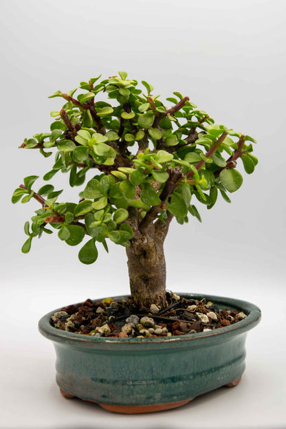 Potted bonsai tree on a white background