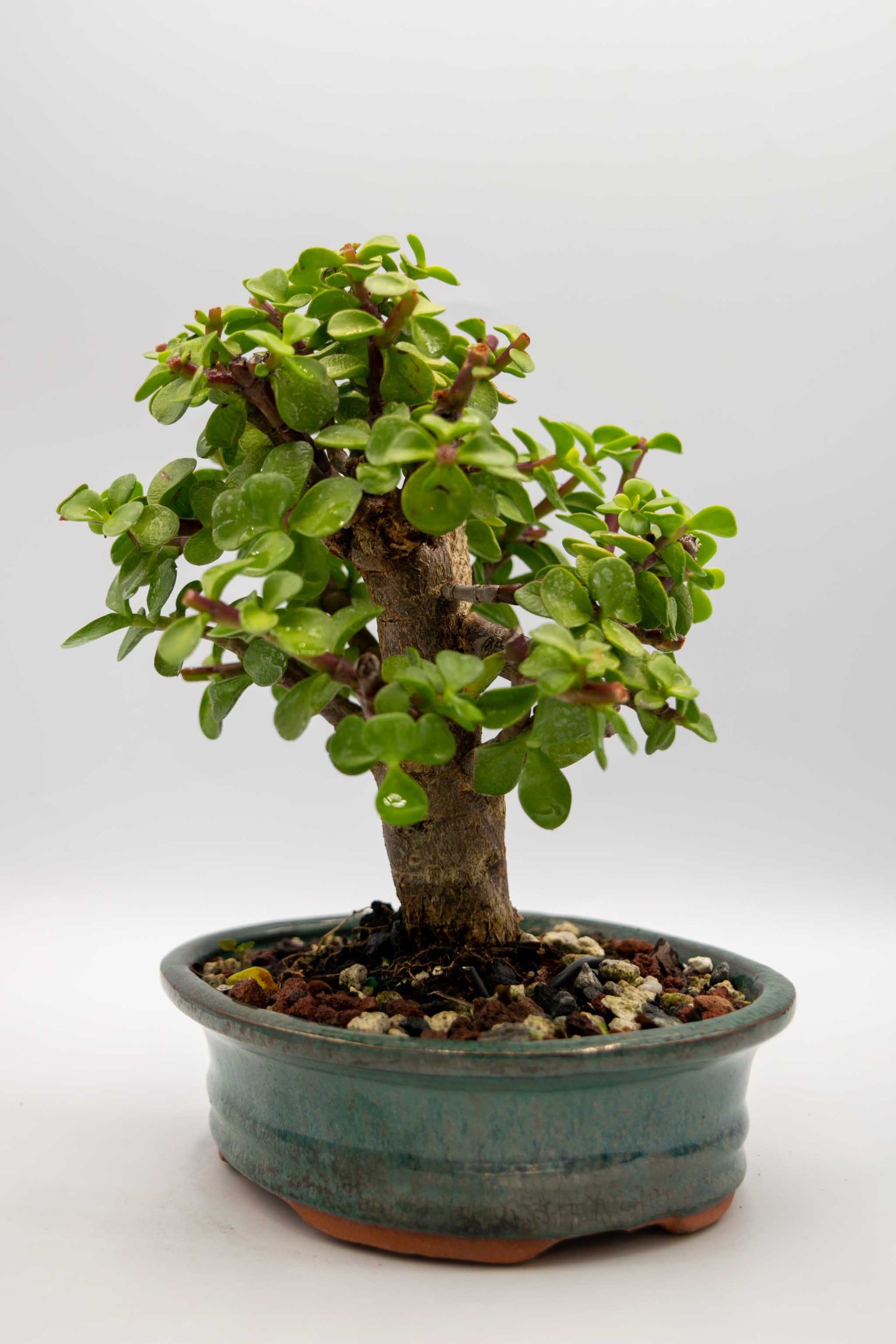 Small potted bonsai tree on a white background