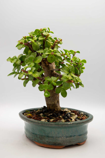Small potted bonsai tree on a white background