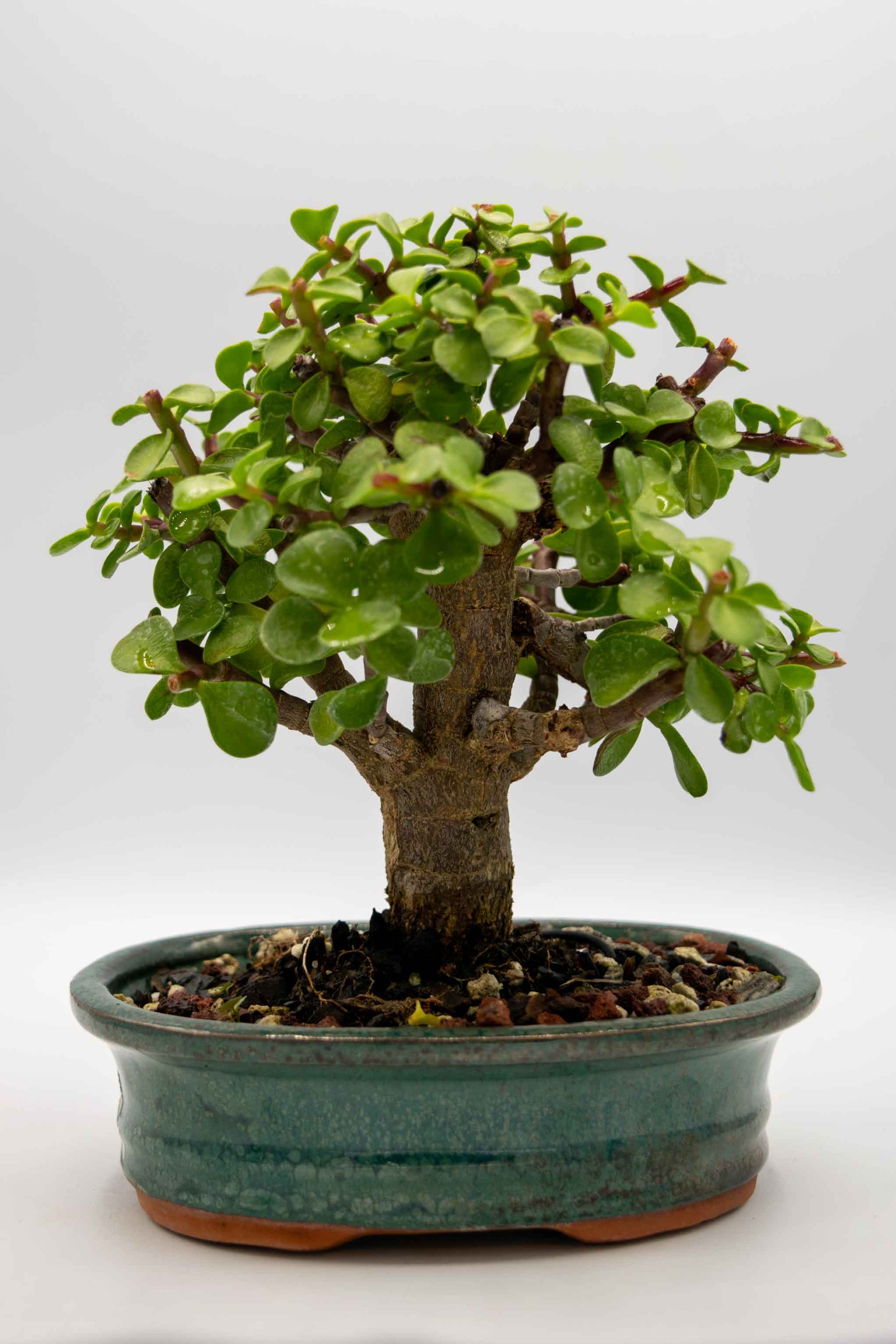 Bonsai tree in a pot on a white background