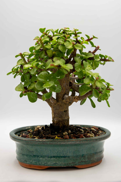 Bonsai tree in a pot on a white background