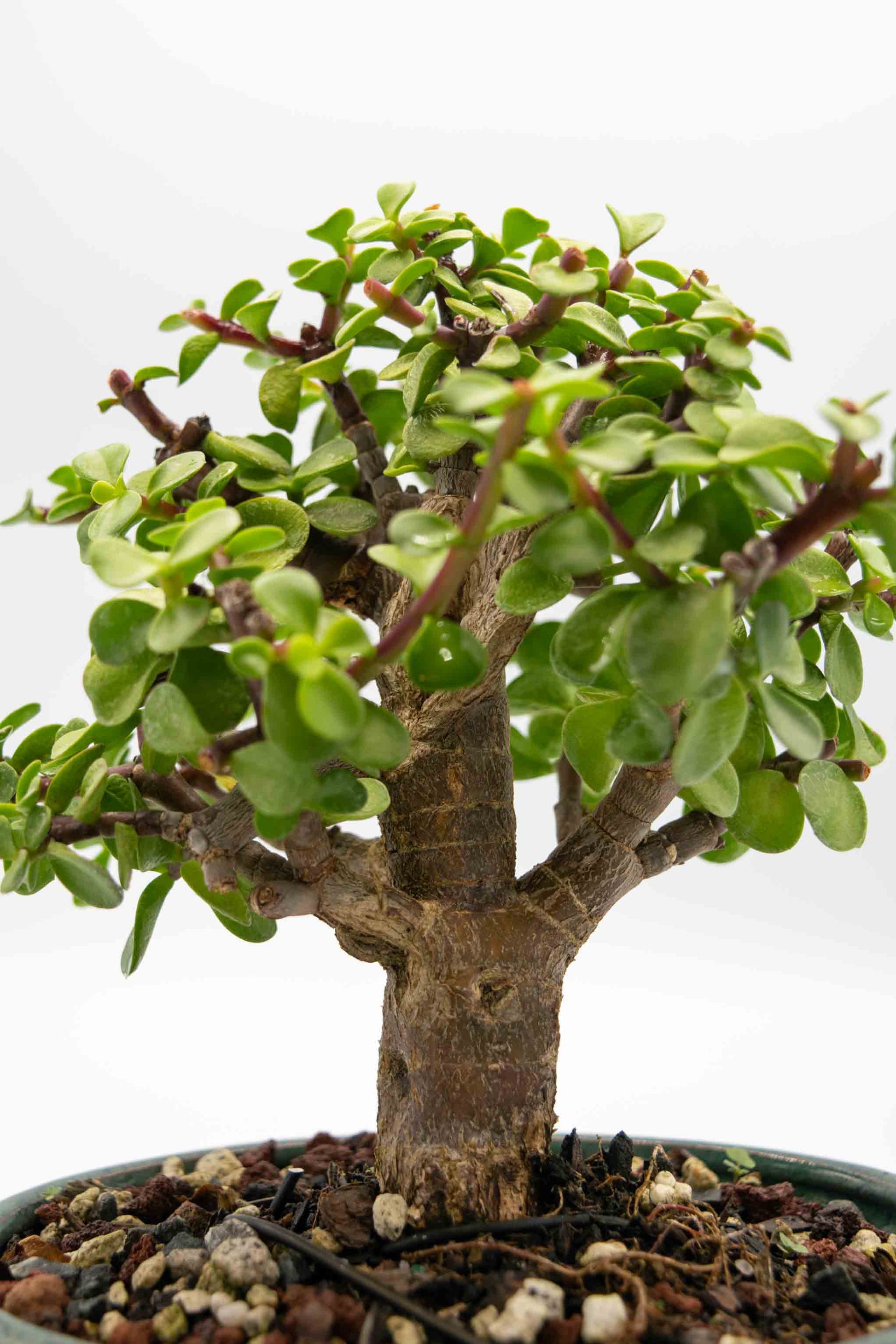Bonsai tree with green leaves on a white background