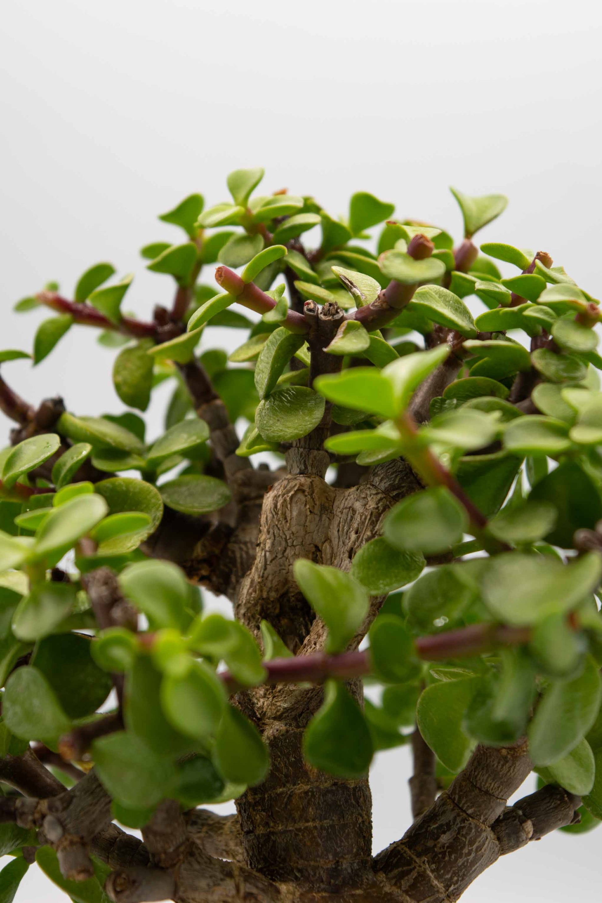 Close-up of a small bonsai tree with green leaves and brown branches on a light gray background