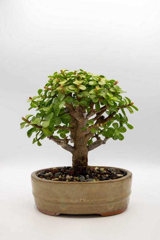 Mini Green Jade Tan Oval Ceramic 6" Pot - One of a Kind Bonsai