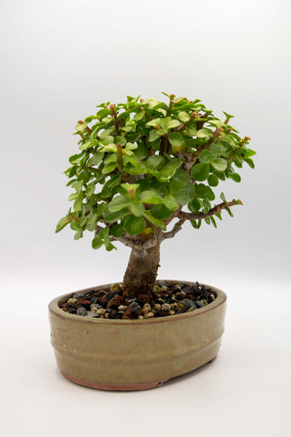 Mini Green Jade Tan Oval Ceramic 6" Pot - One of a Kind Bonsai