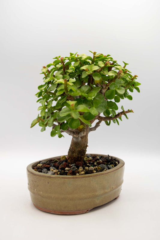 Mini Green Jade Tan Oval Ceramic 6" Pot - One of a Kind Bonsai