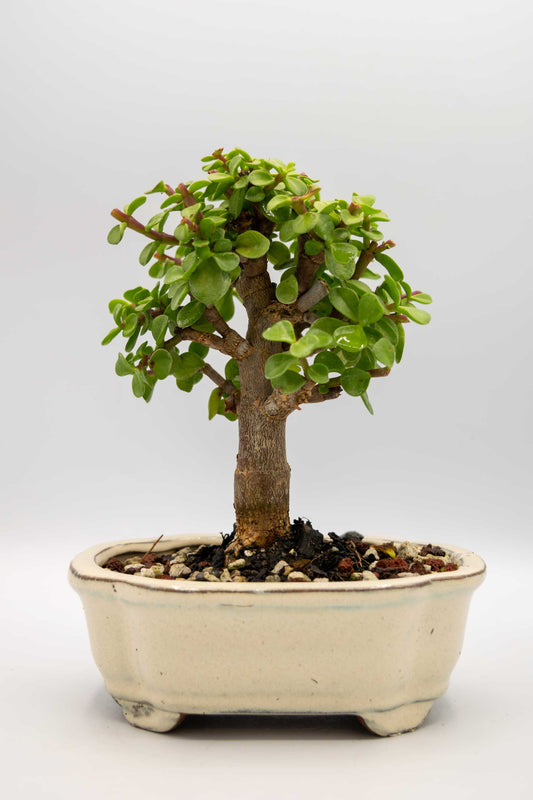 Mini Green Jade White Ceramic 6" Pot - One of a Kind Bonsai