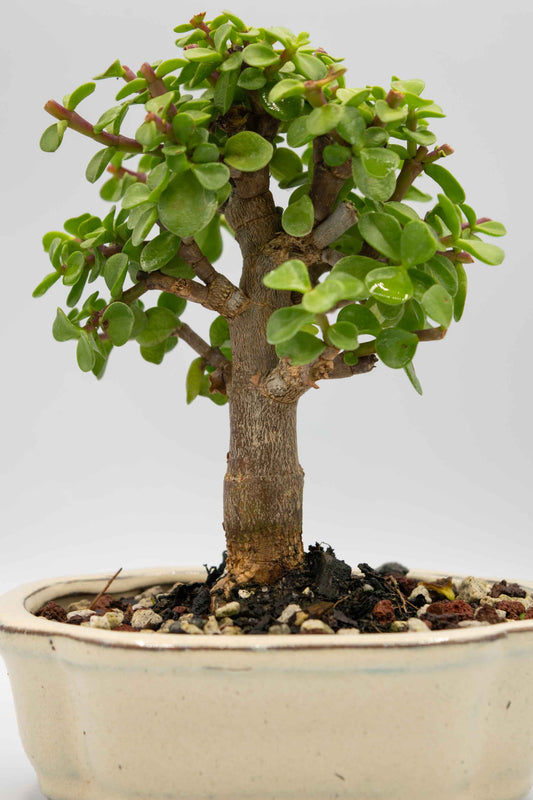 Mini Green Jade White Ceramic 6" Pot - One of a Kind Bonsai