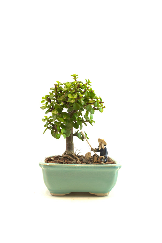 Mini Green Jade Mint Green Ceramic 5" Pot - One of a Kind Bonsai