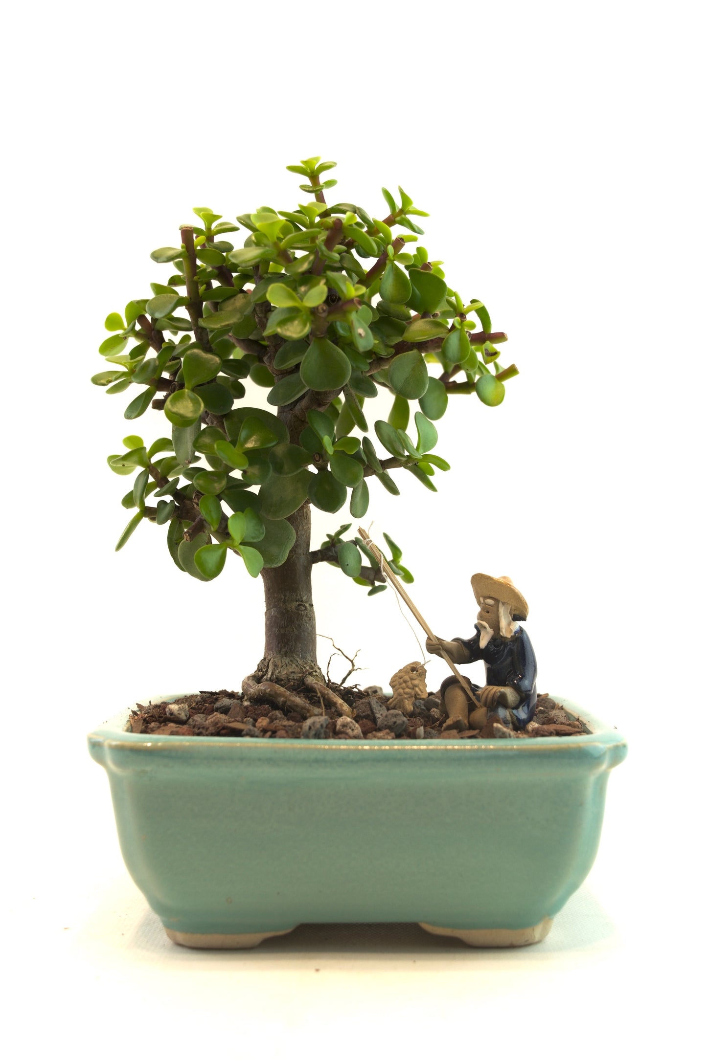 Mini Green Jade Mint Green Ceramic 5" Pot - One of a Kind Bonsai