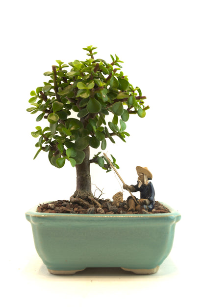 Mini Green Jade Mint Green Ceramic 5" Pot - One of a Kind Bonsai