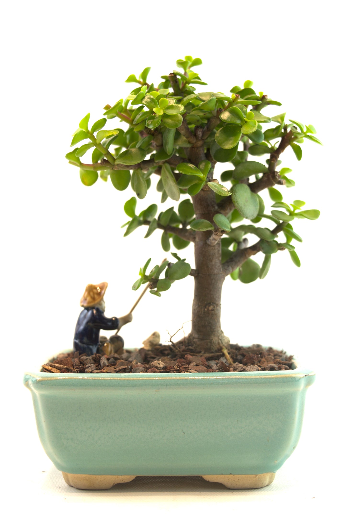 Mini Green Jade Mint Green Ceramic 5" Pot - One of a Kind Bonsai