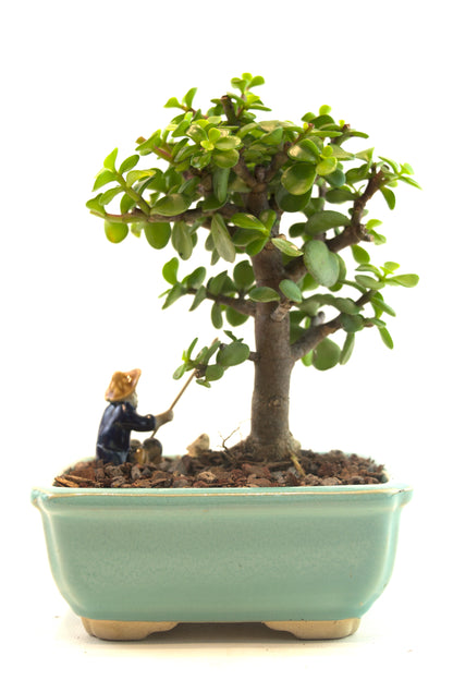 Mini Green Jade Mint Green Ceramic 5" Pot - One of a Kind Bonsai