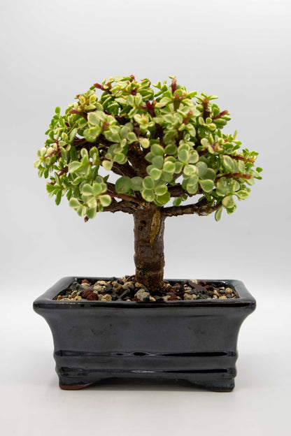 Mini Jade Variegated Black Rectangle Ceramic 6" Pot - One of a Kind Bonsai