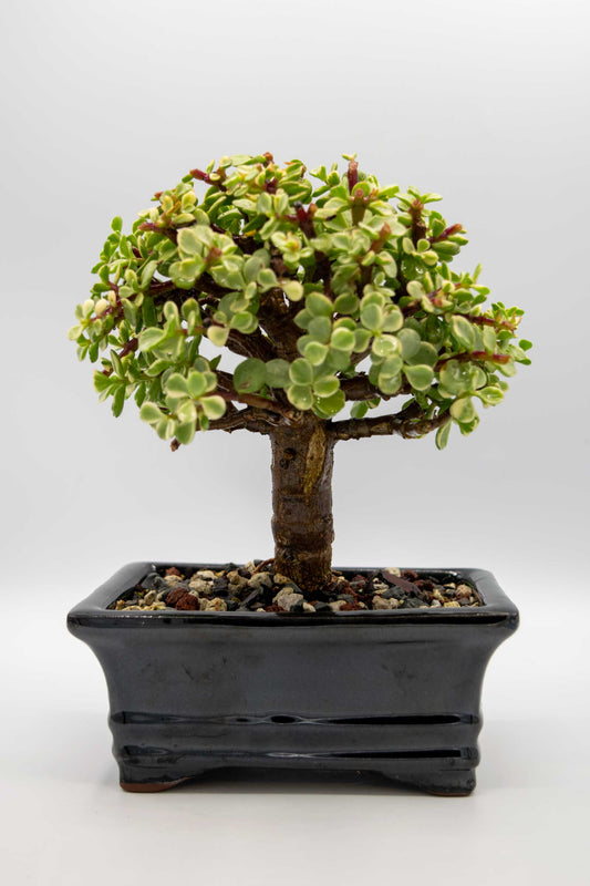 Mini Jade Variegated Black Rectangle Ceramic 6" Pot - One of a Kind Bonsai