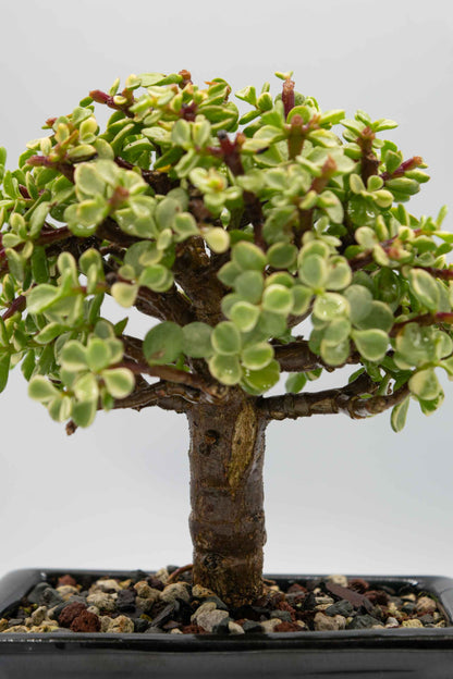 Mini Jade Variegated Black Rectangle Ceramic 6" Pot - One of a Kind Bonsai