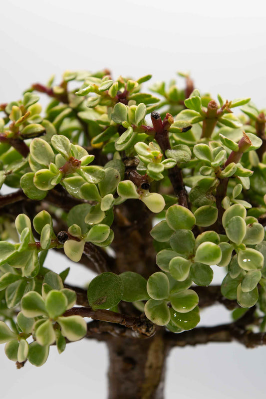 Mini Jade Variegated Black Rectangle Ceramic 6" Pot - One of a Kind Bonsai