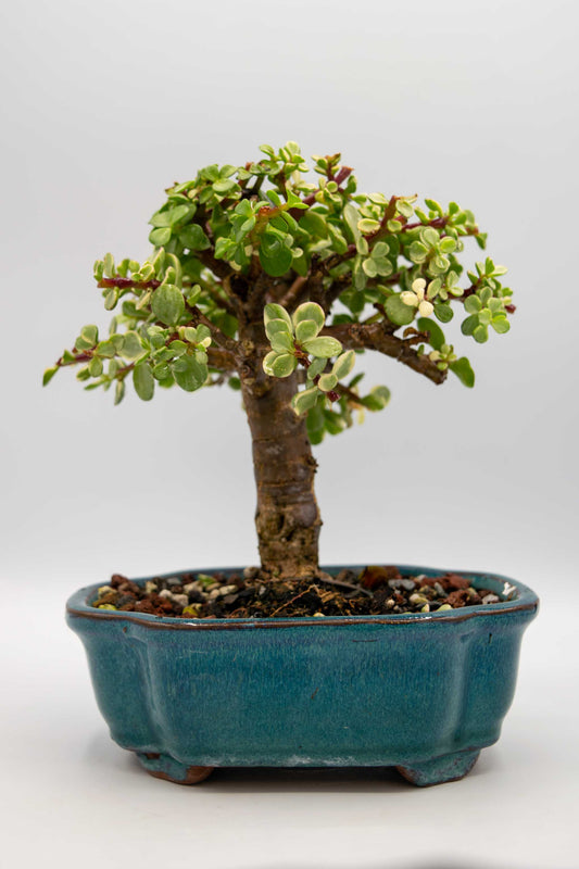 Mini Jade Variegated Blue Green Ceramic 6" Pot - One of a Kind Bonsai
