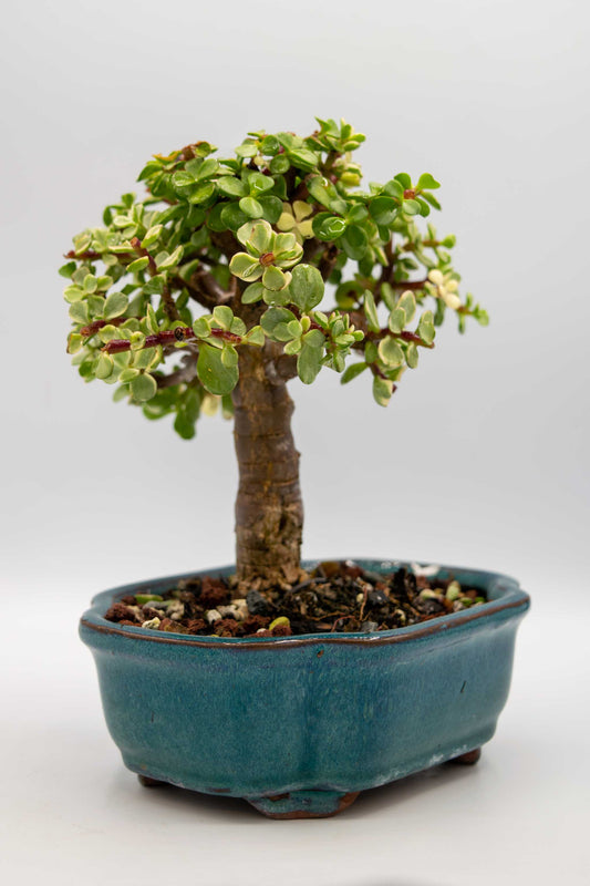 Mini Jade Variegated Blue Green Ceramic 6" Pot - One of a Kind Bonsai