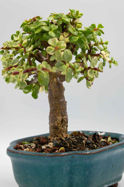 Mini Jade Variegated Blue Green Ceramic 6" Pot - One of a Kind Bonsai