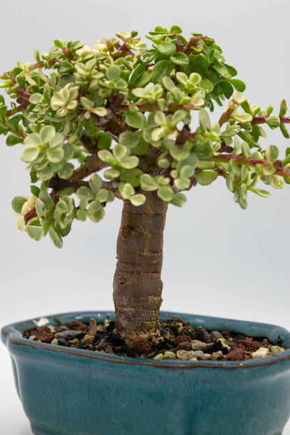 Mini Jade Variegated Blue Green Ceramic 6" Pot - One of a Kind Bonsai