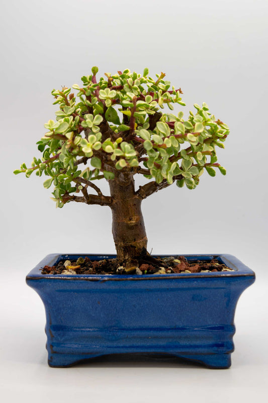 Mini Jade Variegated Blue Rectangle Ceramic 6" Pot - One of a Kind Bonsai