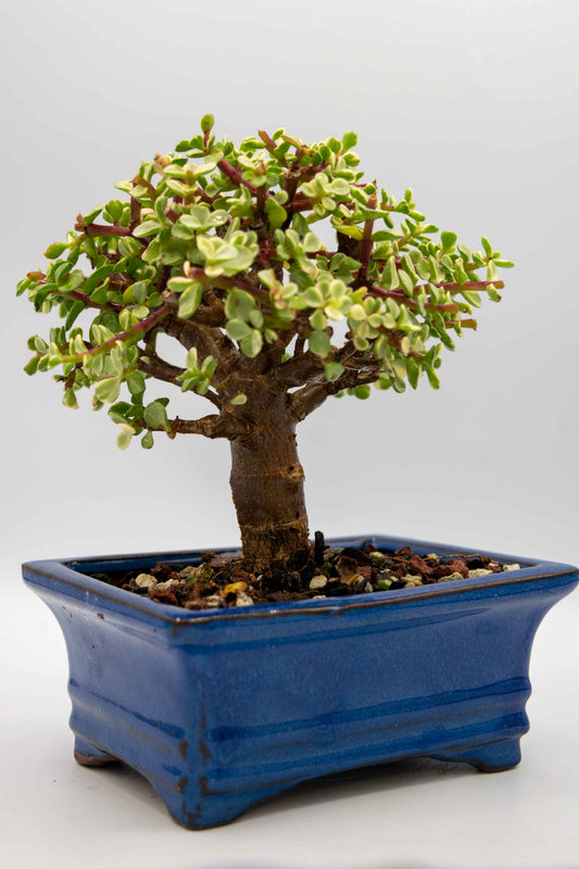 Mini Jade Variegated Blue Rectangle Ceramic 6" Pot - One of a Kind Bonsai