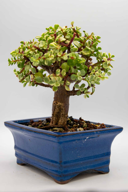 Mini Jade Variegated Blue Rectangle Ceramic 6" Pot - One of a Kind Bonsai