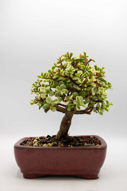 Mini Jade Variegated Red Rectangle Rounded Ceramic 6" Pot - One of a Kind Bonsai