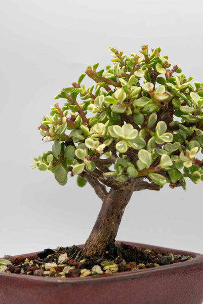 Mini Jade Variegated Red Rectangle Rounded Ceramic 6" Pot - One of a Kind Bonsai