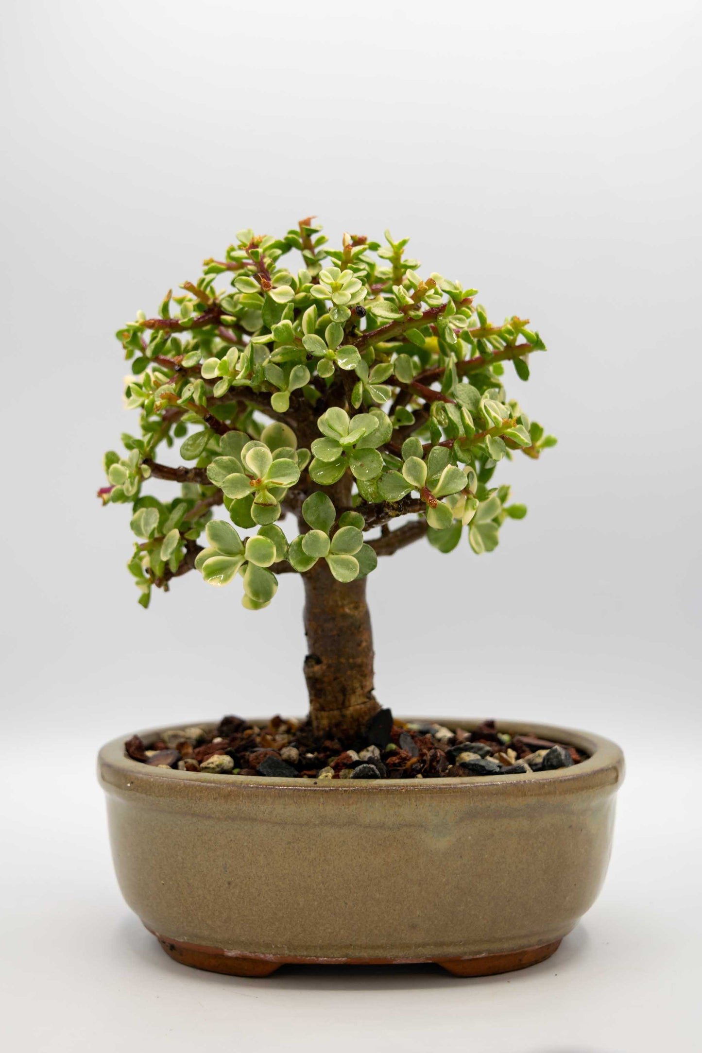 Bonsai tree in a pot on a white background