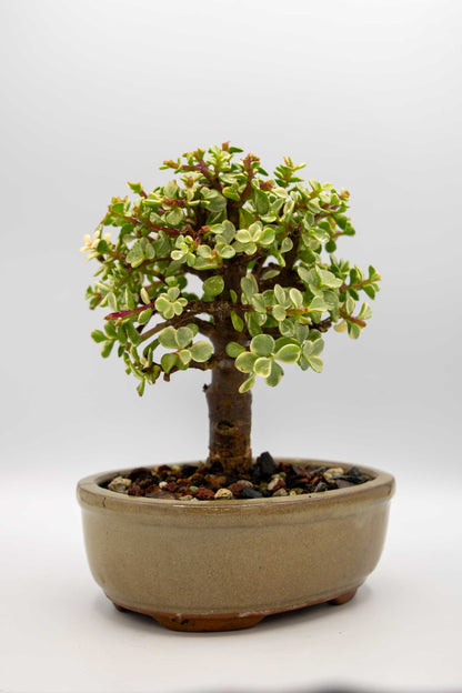 Bonsai tree in a pot on a white background