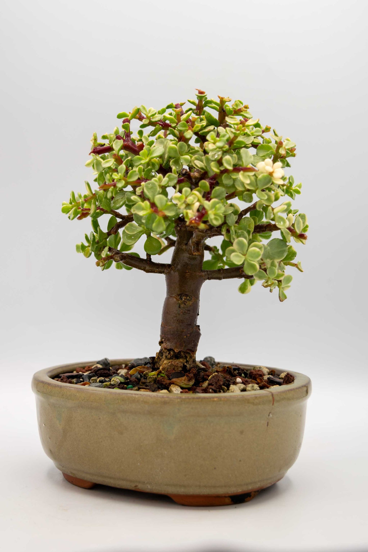 Bonsai tree in a pot on a white background
