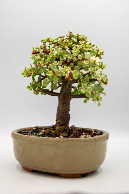 Bonsai tree in a pot on a white background