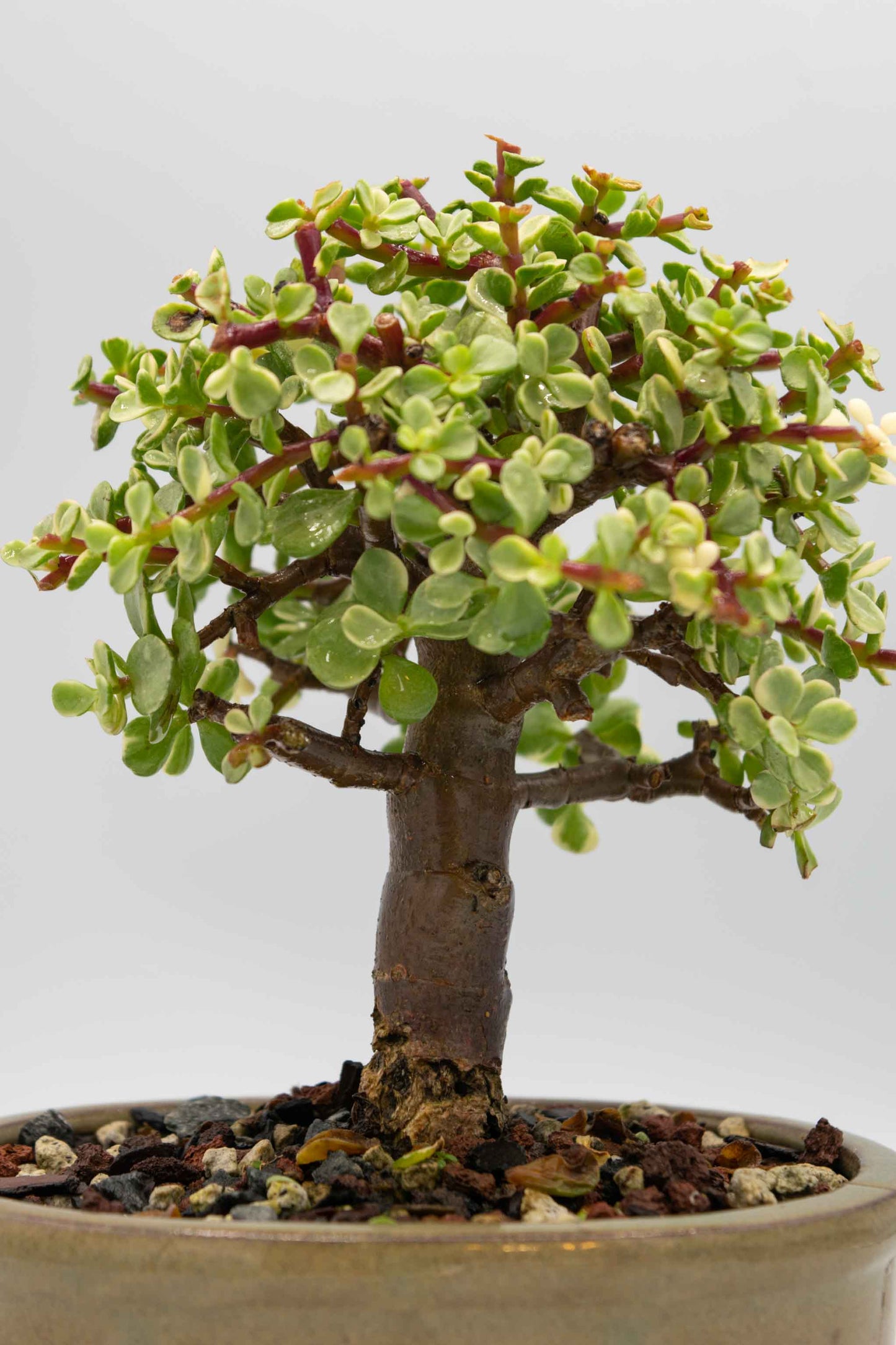 Bonsai tree in a pot with a plain background