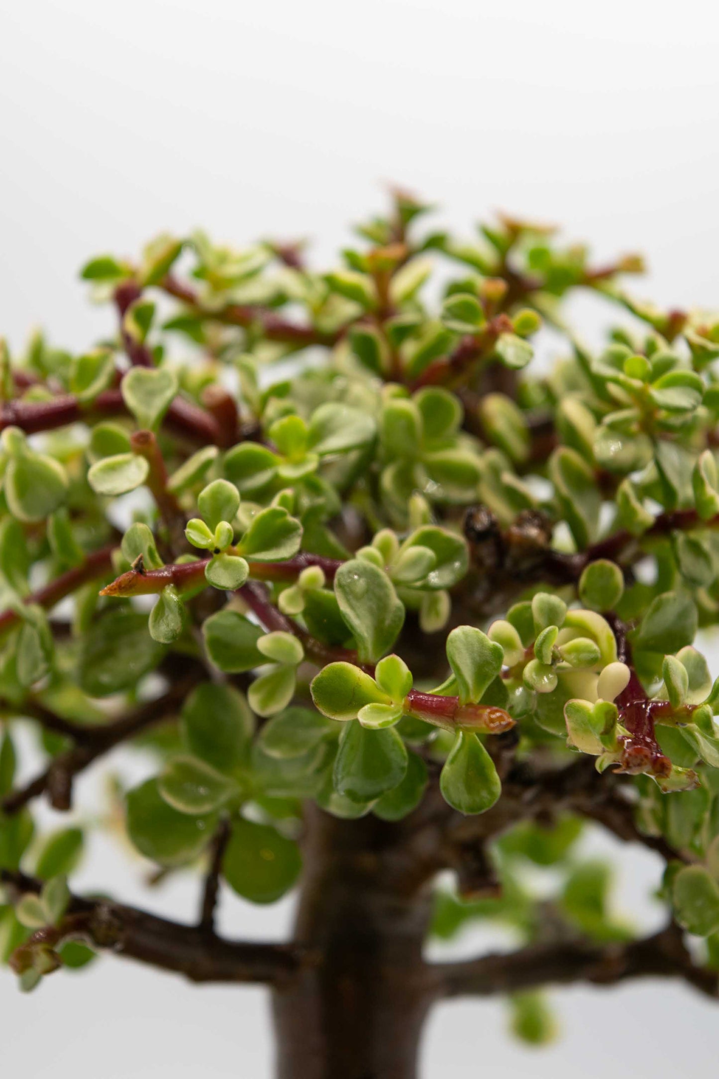 Close-up of a small tree with green leaves and red stems on a blurred background
