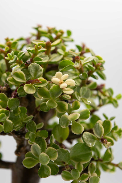 Close-up of a bonsai tree with green leaves and a blurred background