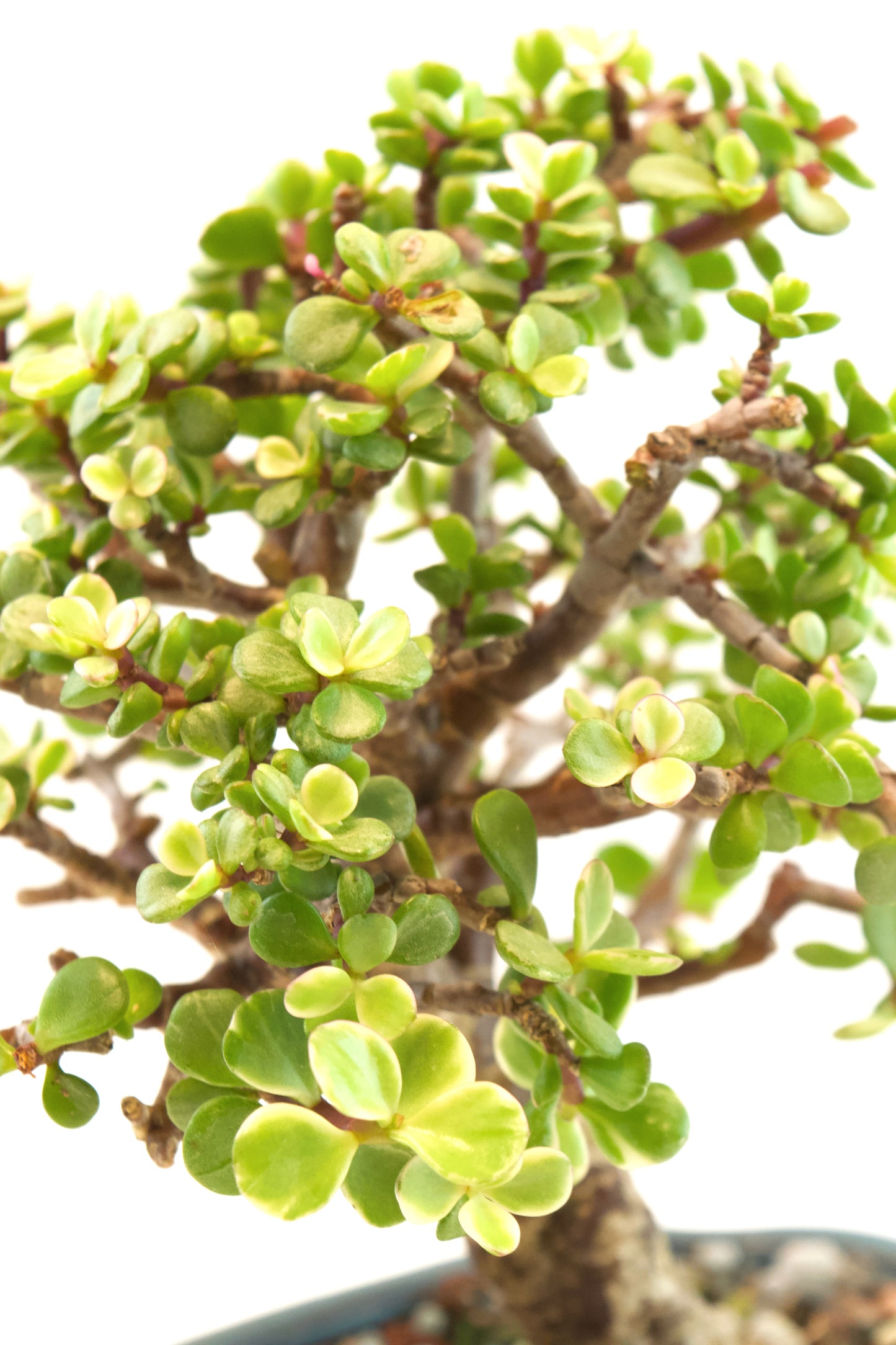 Dwarf Variegated Jade Ceramic in 6" Pot - Similar Bonsai