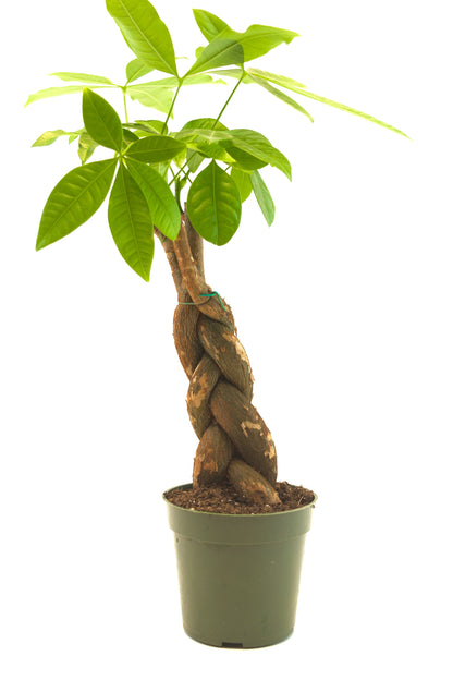 Money Tree in 4"grow pot