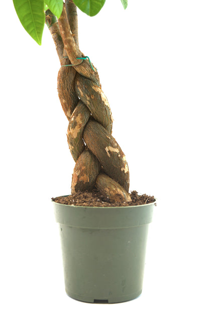 Money Tree in 4"grow pot