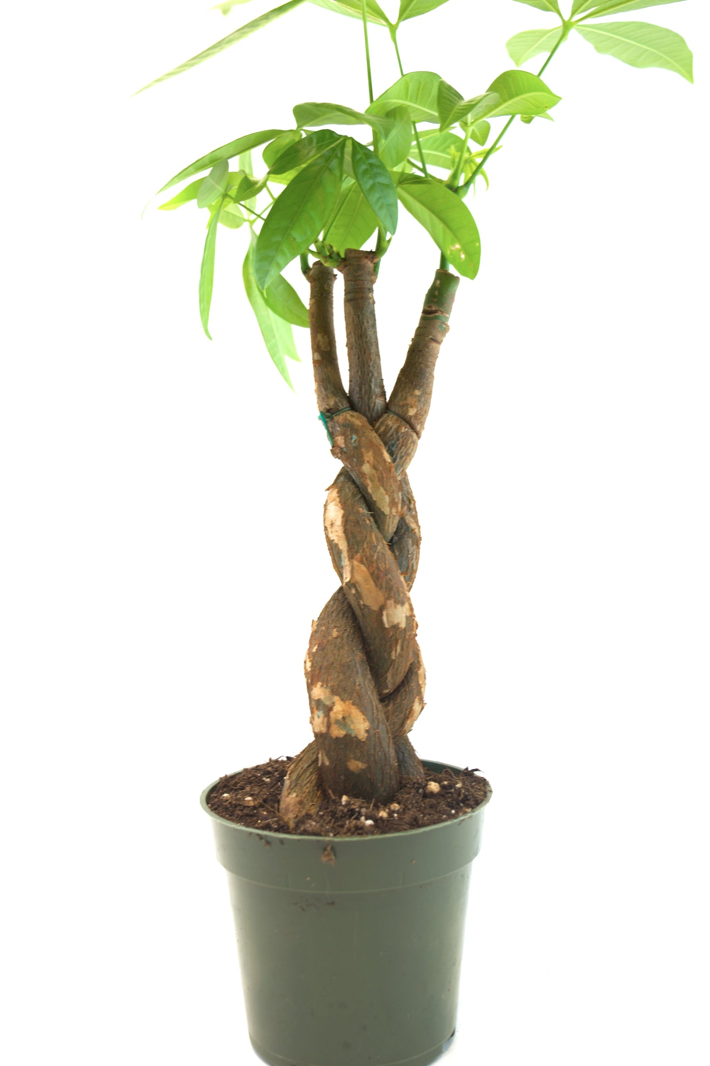 Money Tree in 4"grow pot