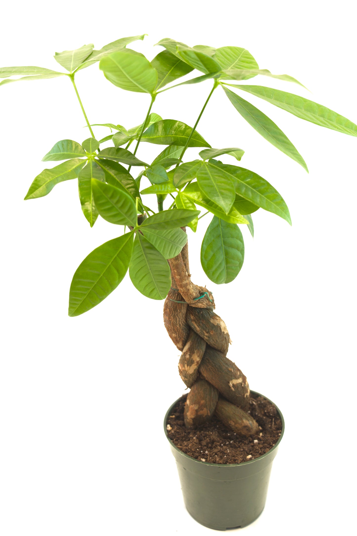 Money Tree in 4"grow pot
